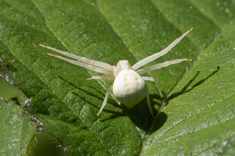 Misumena vatia.jpg